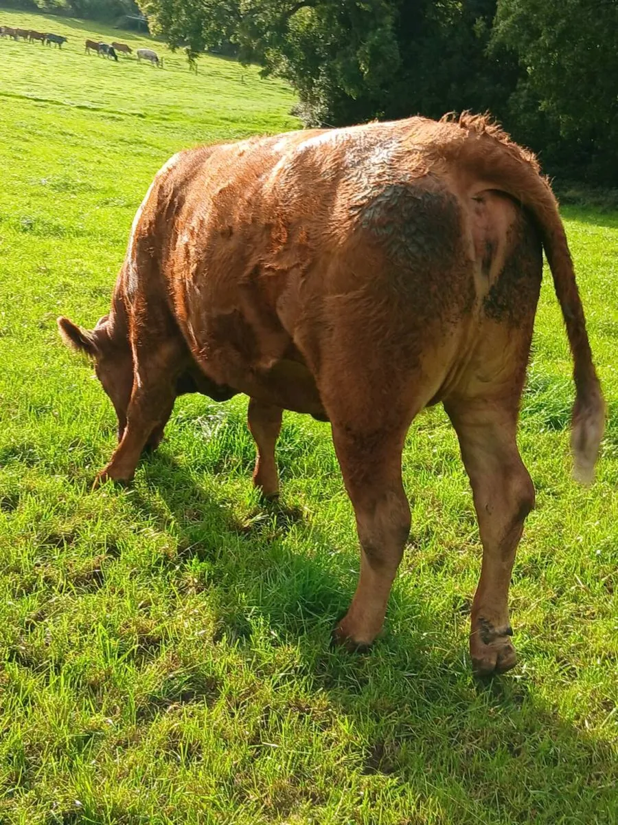 In calf heifers - Image 3