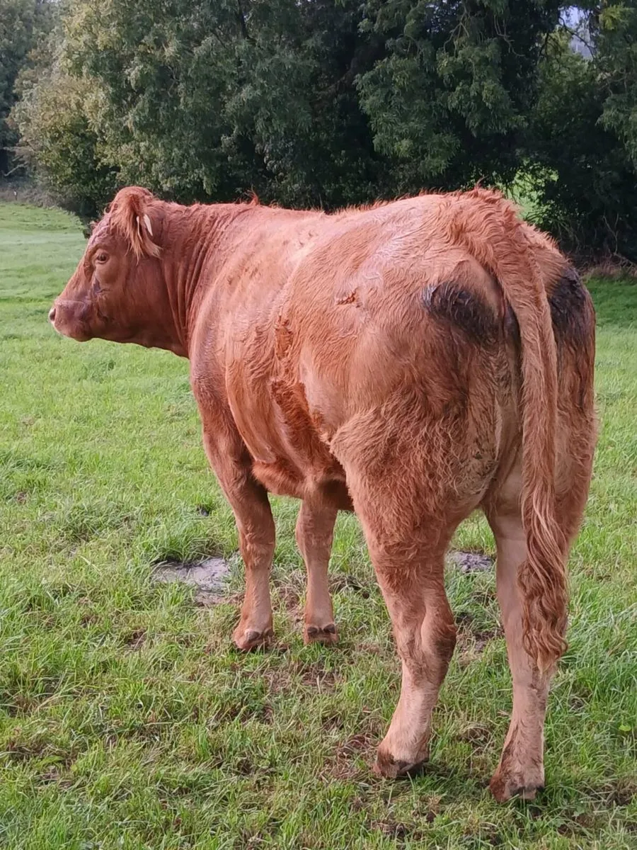 In calf heifers - Image 4