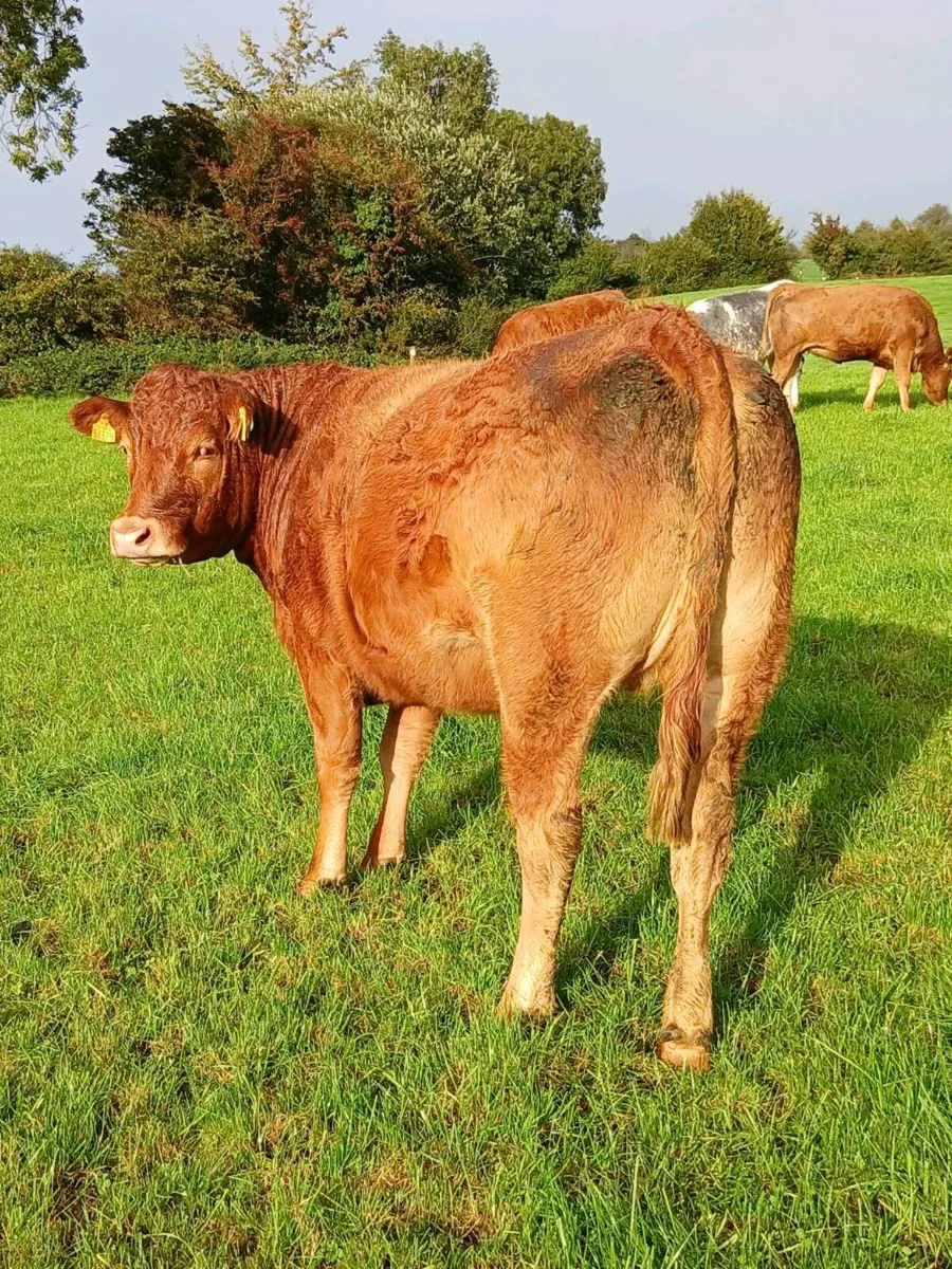 In calf heifers - Image 1