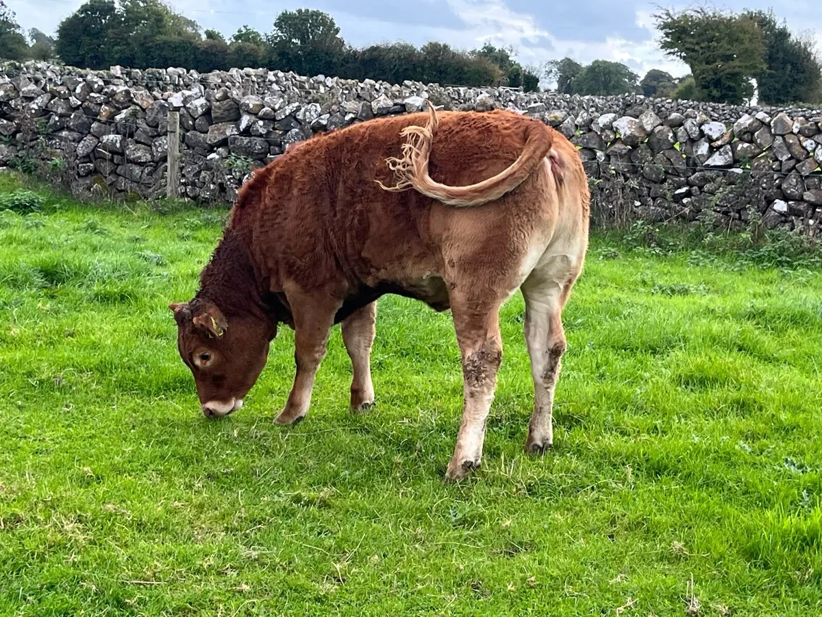 ✨5 star limousine heifer ✨ - Image 2