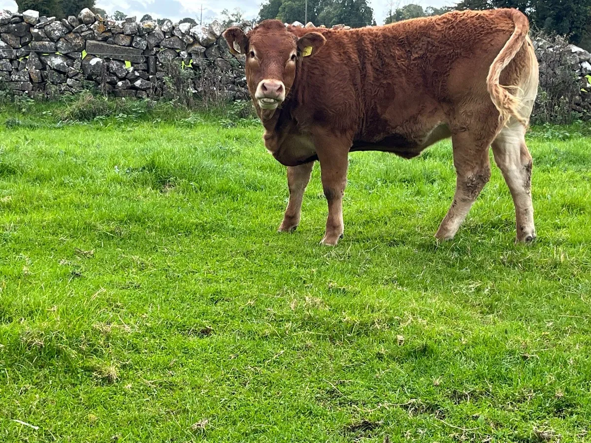 ✨5 star limousine heifer ✨ - Image 3