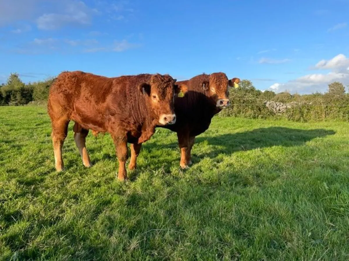 2 Superb Limousin Bulls for sale - Image 2