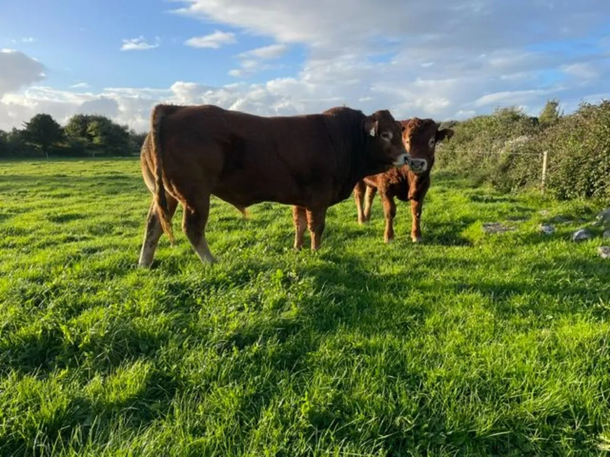 2 Superb Limousin Bulls for sale - Image 3