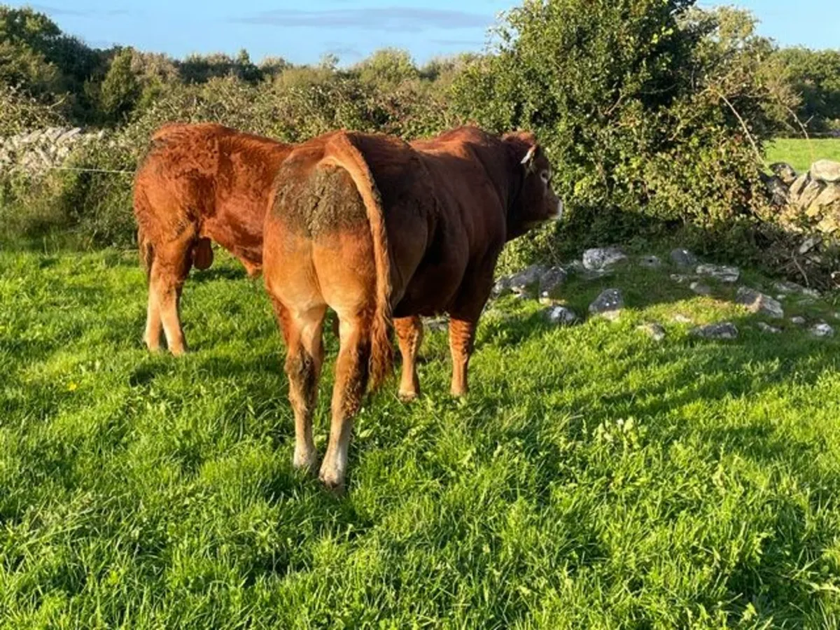 2 Superb Limousin Bulls for sale - Image 4