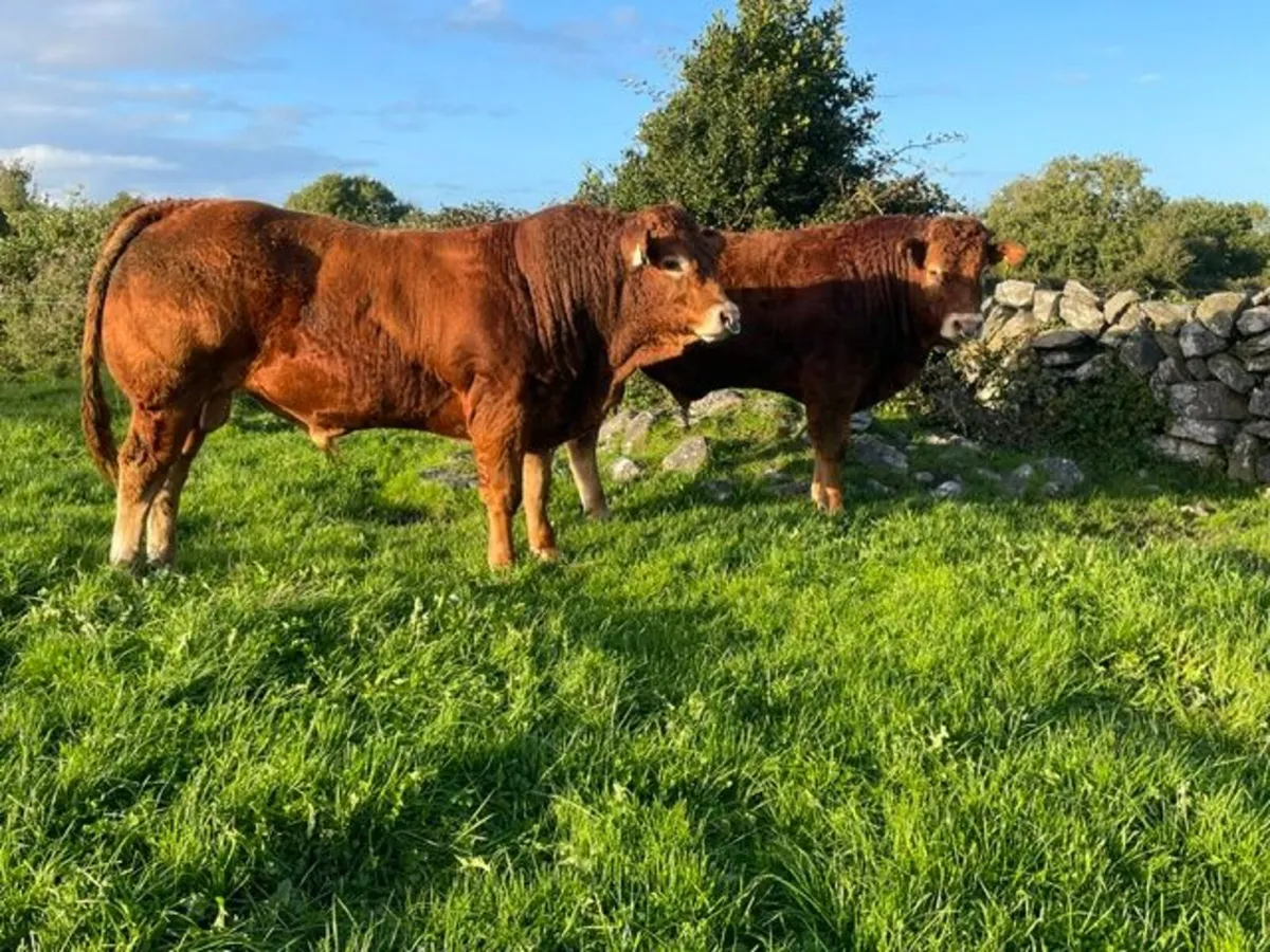 2 Superb Limousin Bulls for sale - Image 1