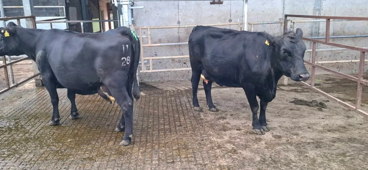 Cows - Image 3