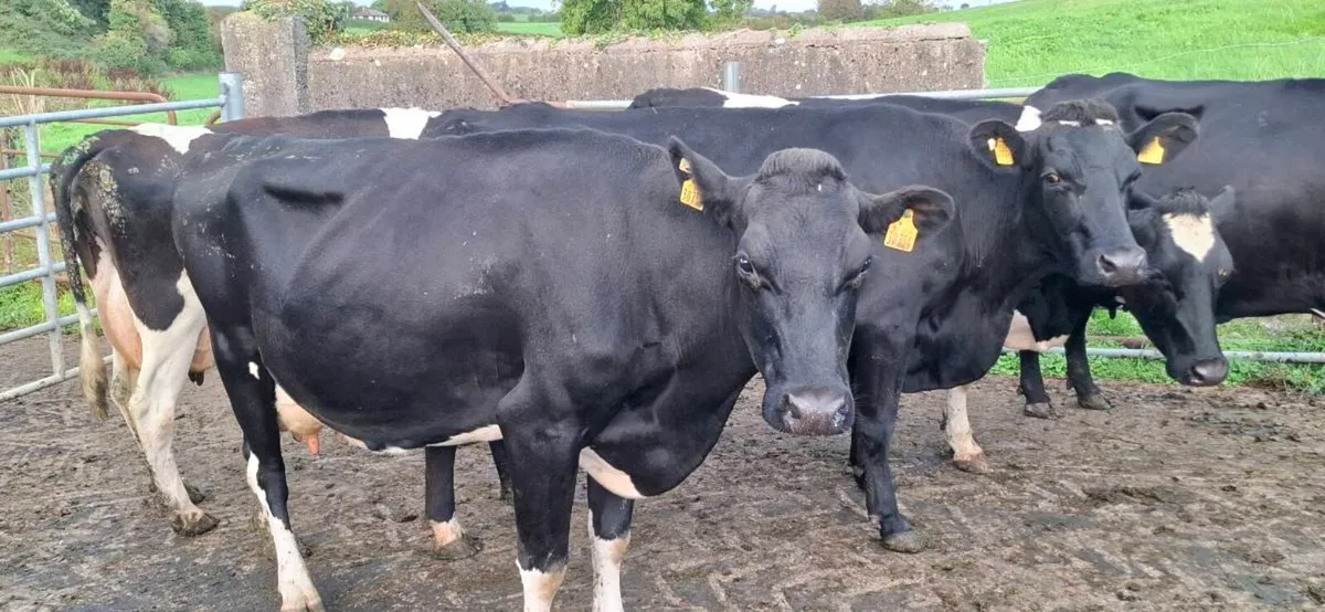 Cows - Image 4