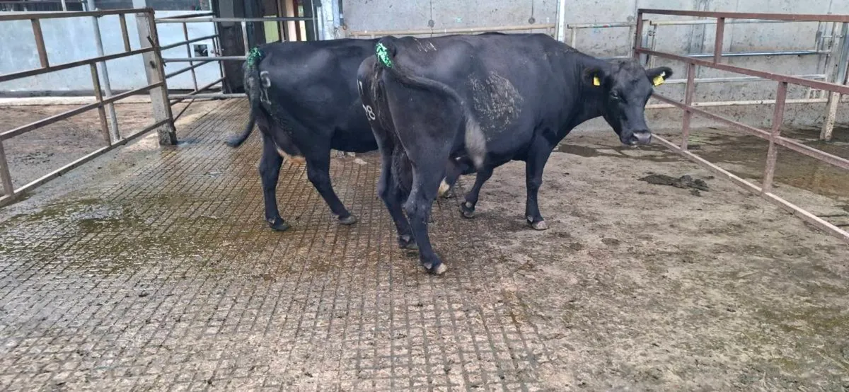 Cows - Image 1