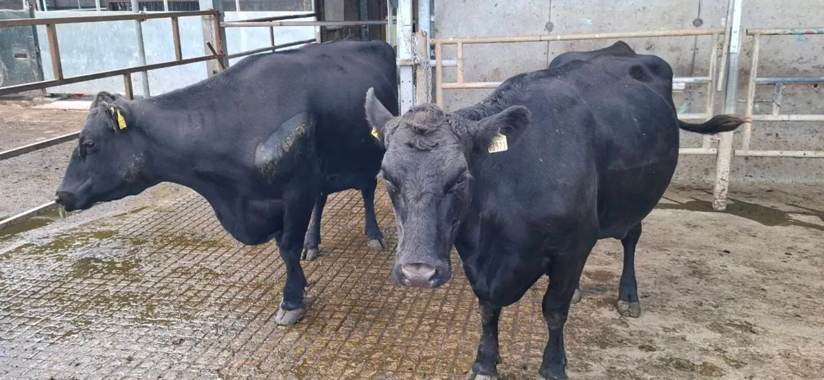 Cows - Image 2