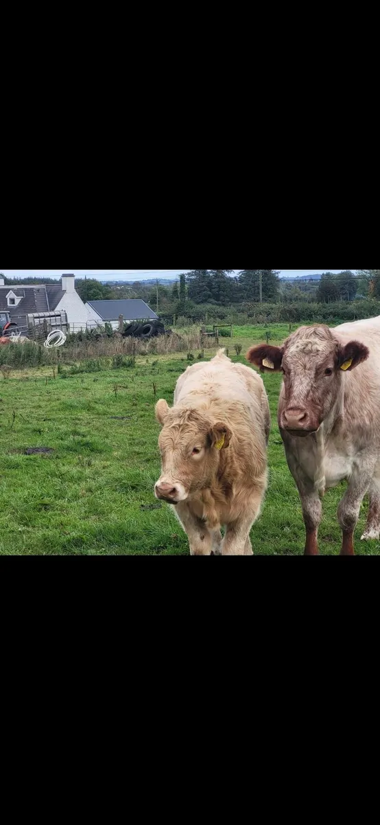 Weanling heifers - Image 3