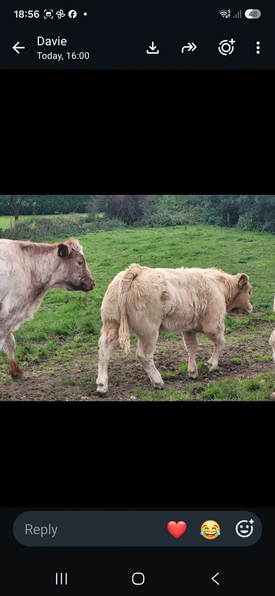 Weanling heifers - Image 4