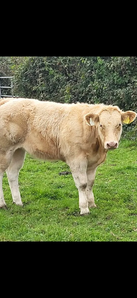 Weanling heifers - Image 1