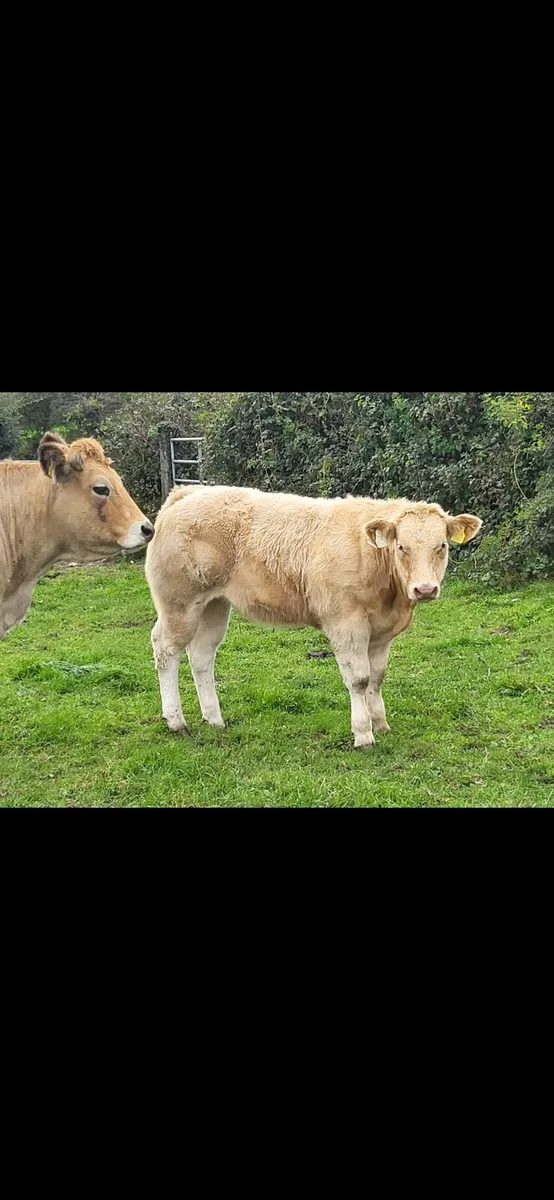Weanling heifers - Image 2