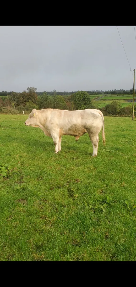 5 star Charolais bulls - Image 4