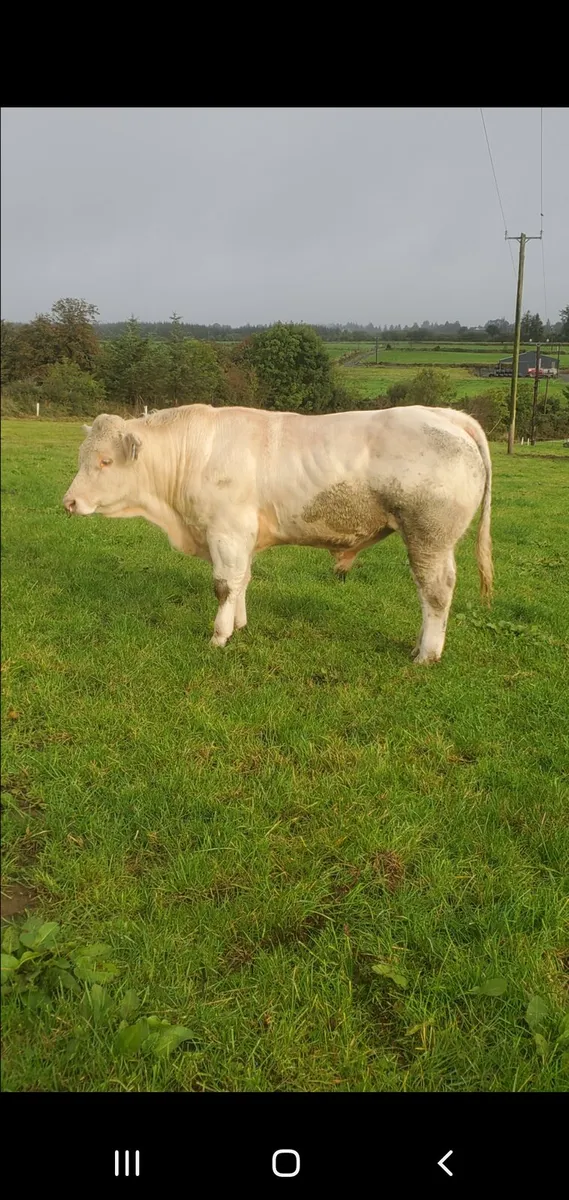 5 star Charolais bulls - Image 1
