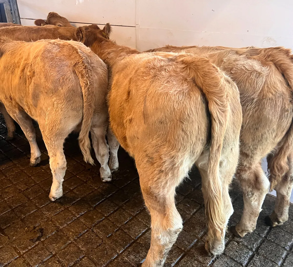 26/9/26 • FRESH IN CHAROLAIS HEIFERS • - Image 1