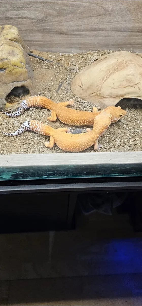 Rare Leopard Geckos - Image 1