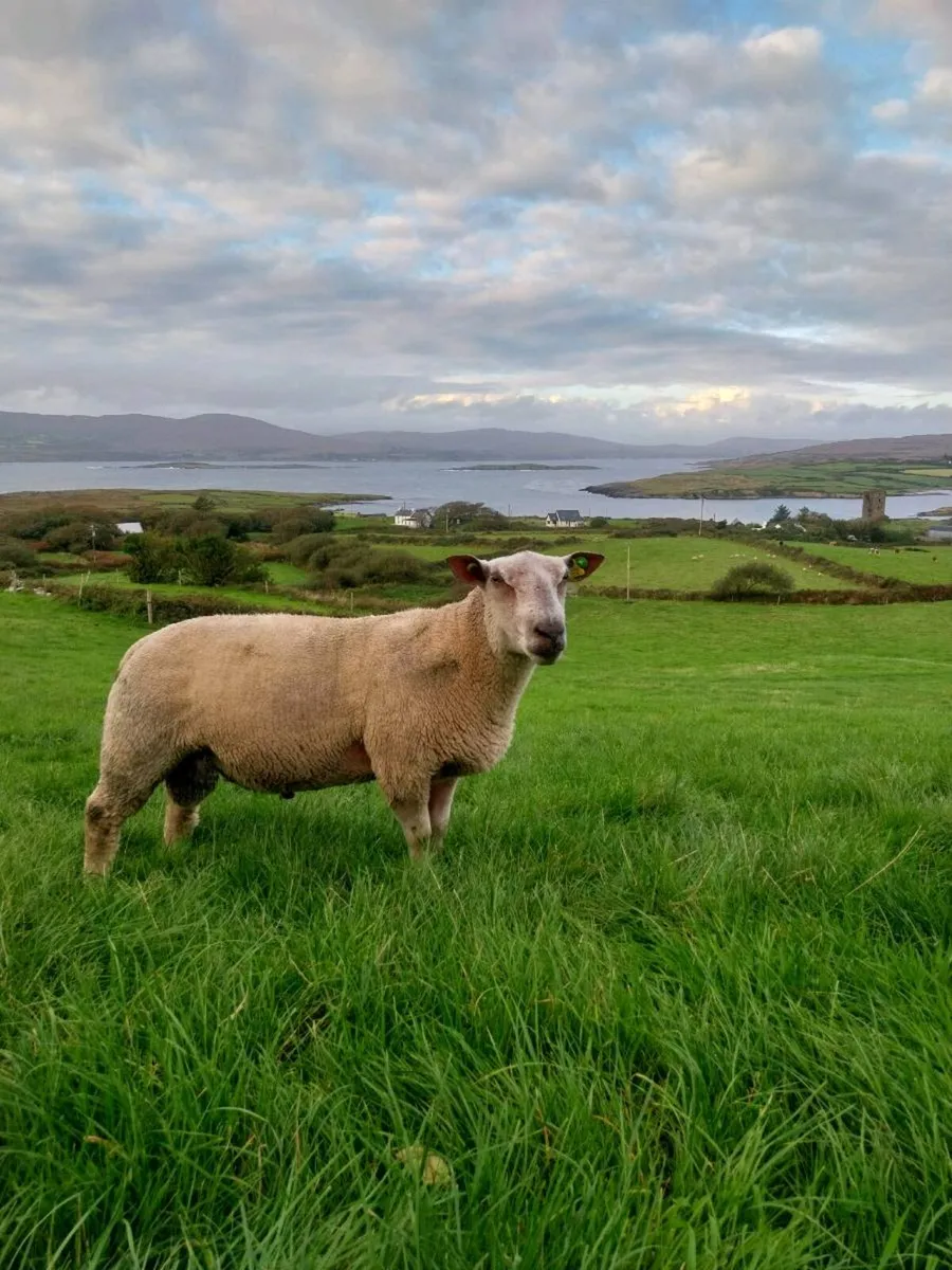 Charollais Hogget Ram - Image 1