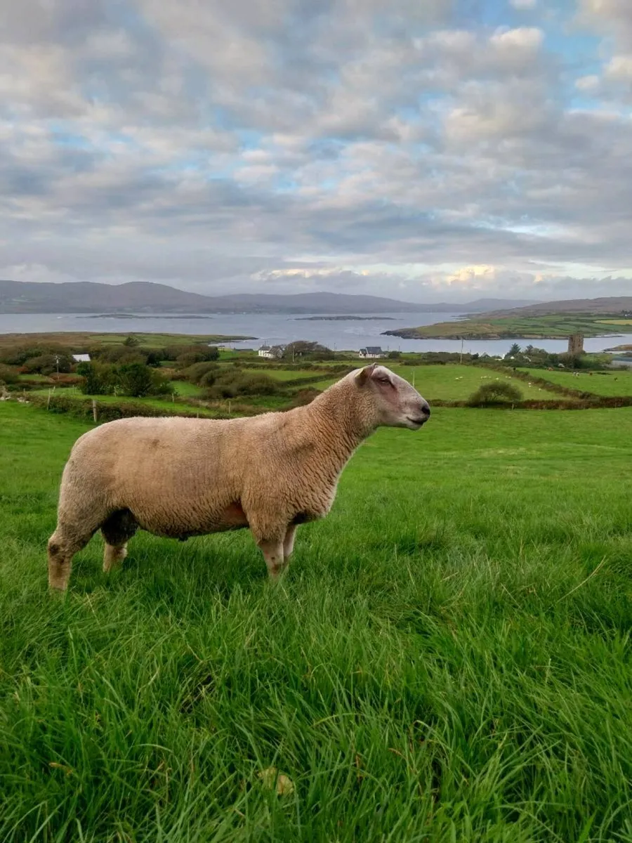 Charollais Hogget Ram - Image 2