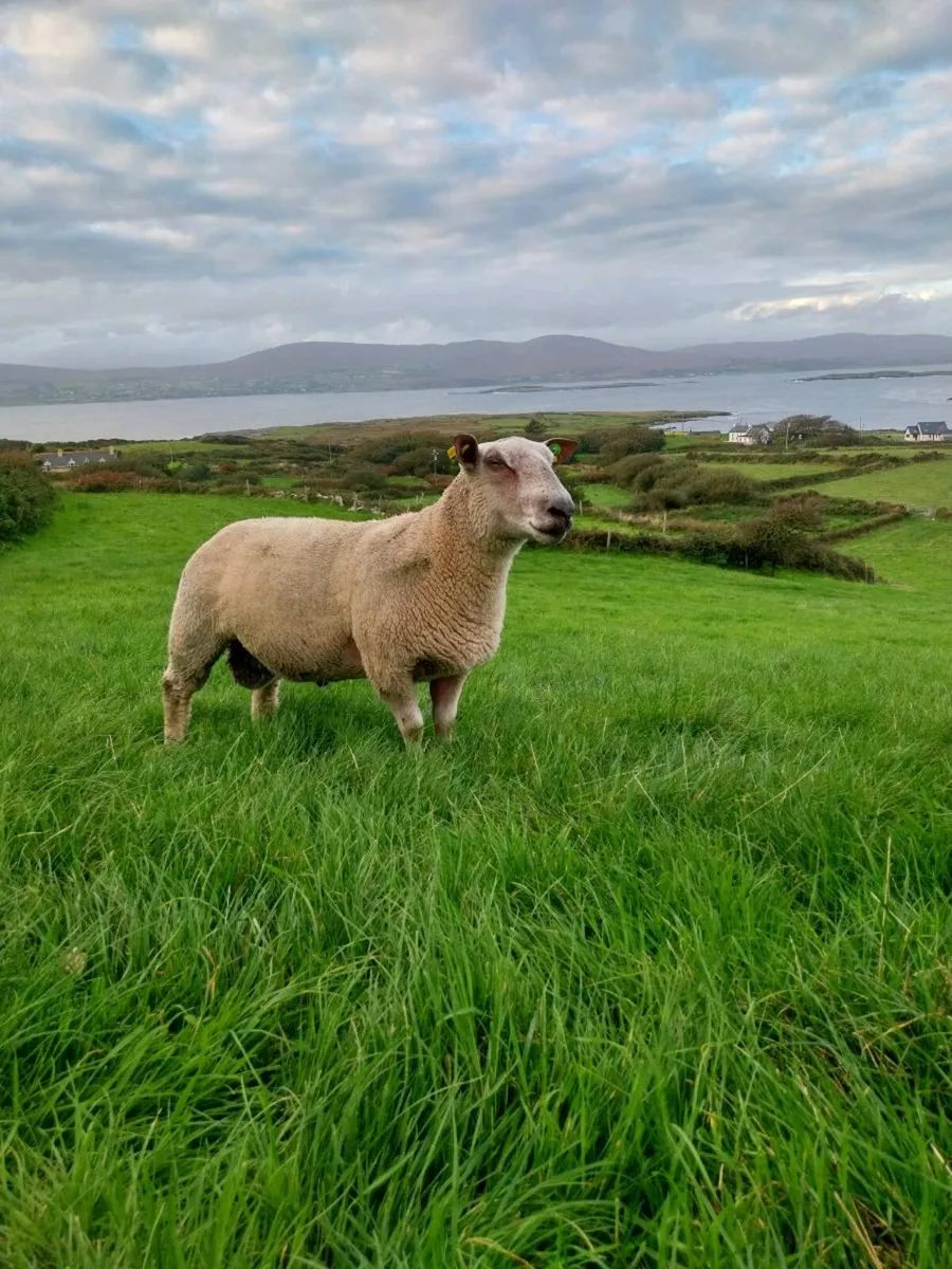 Charollais Hogget Ram - Image 3