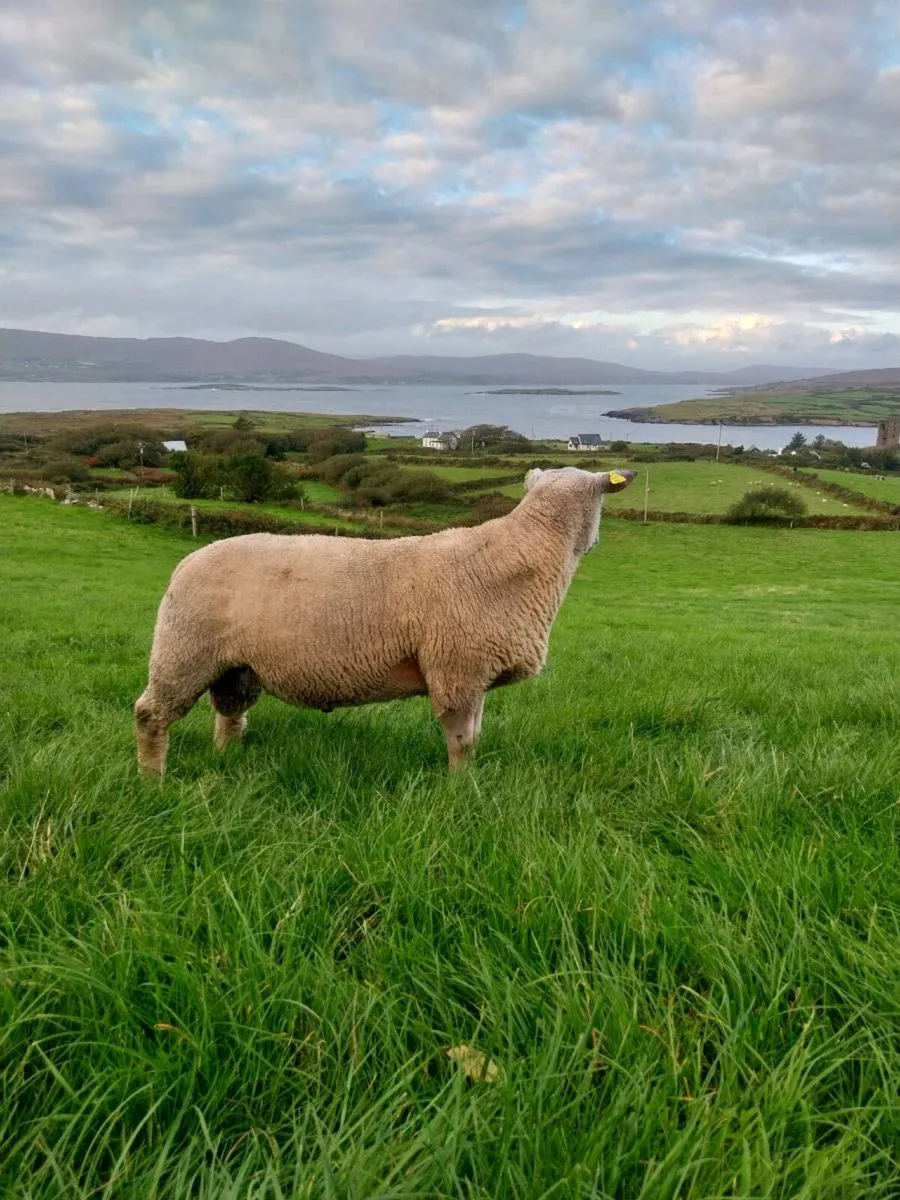 Charollais Hogget Ram - Image 4