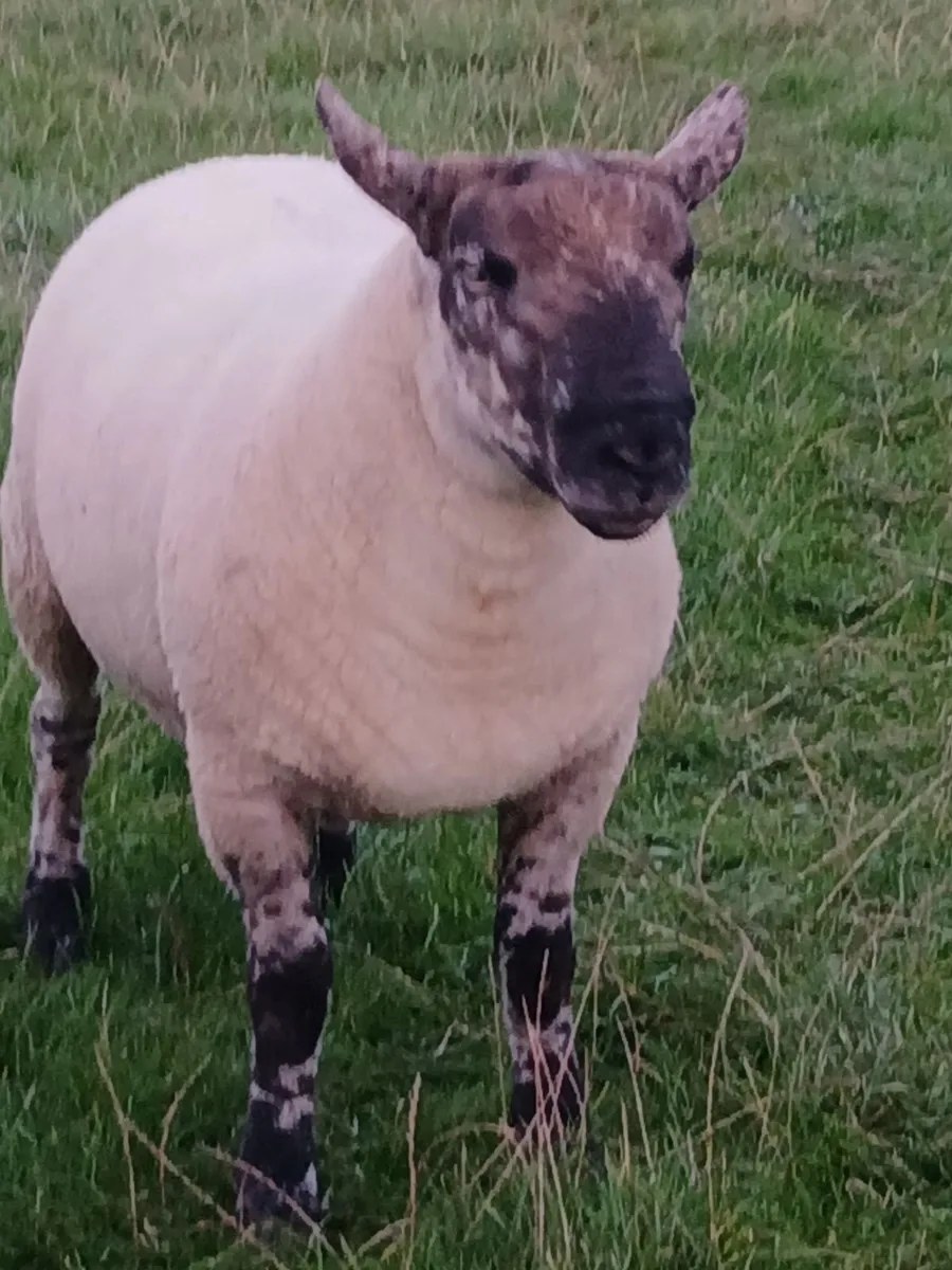 Suftex hoggott ram - Image 1