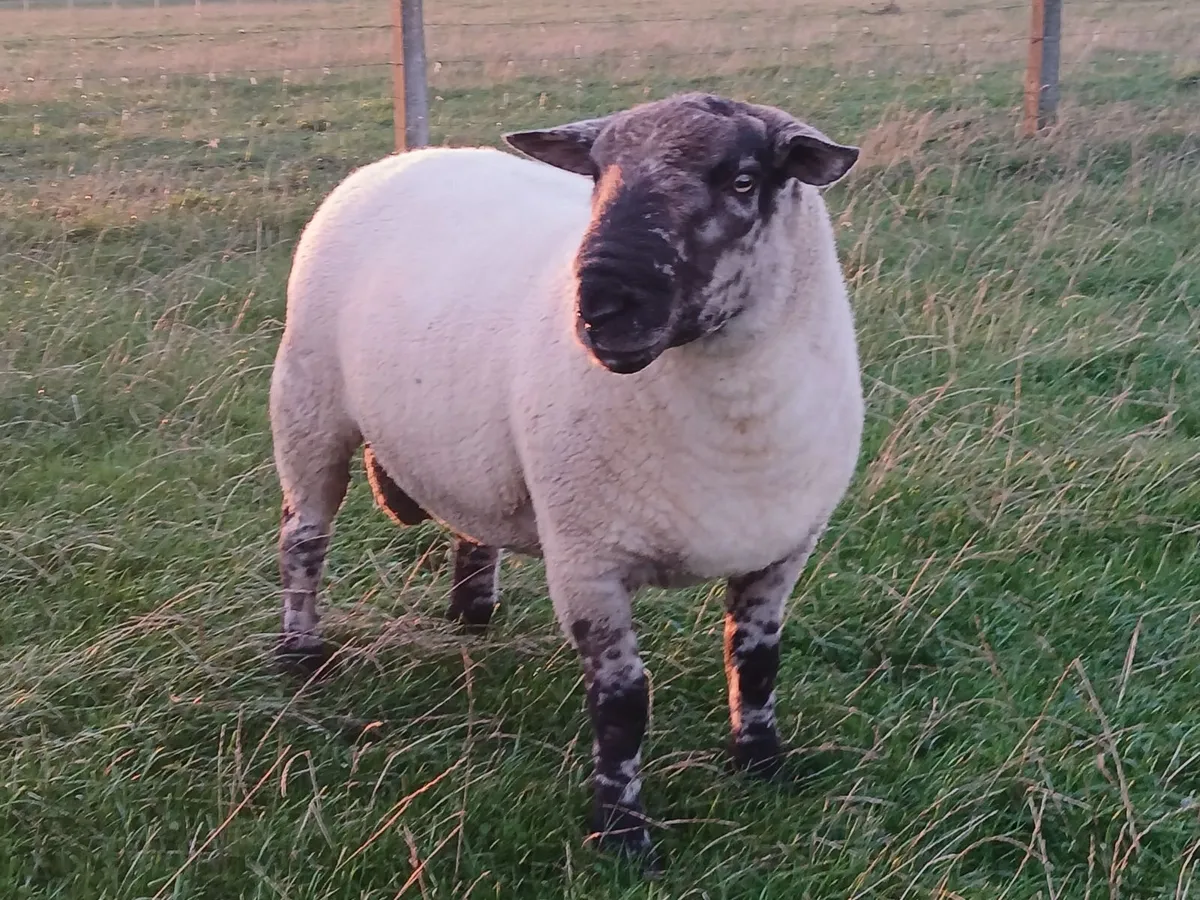 Suftex hoggott ram - Image 2