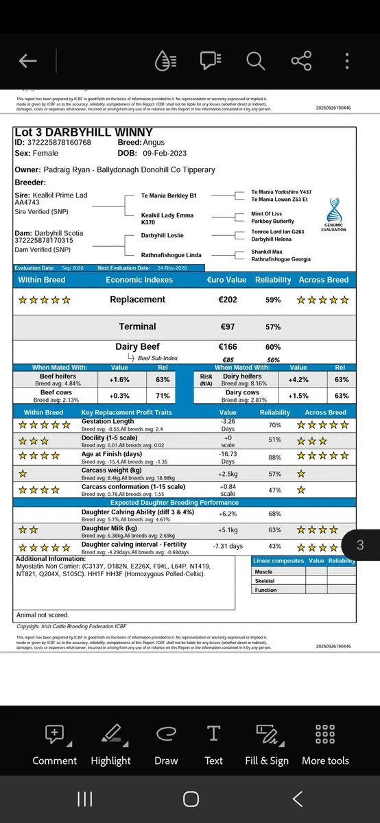 5 star Pedigree angus cows - Image 2