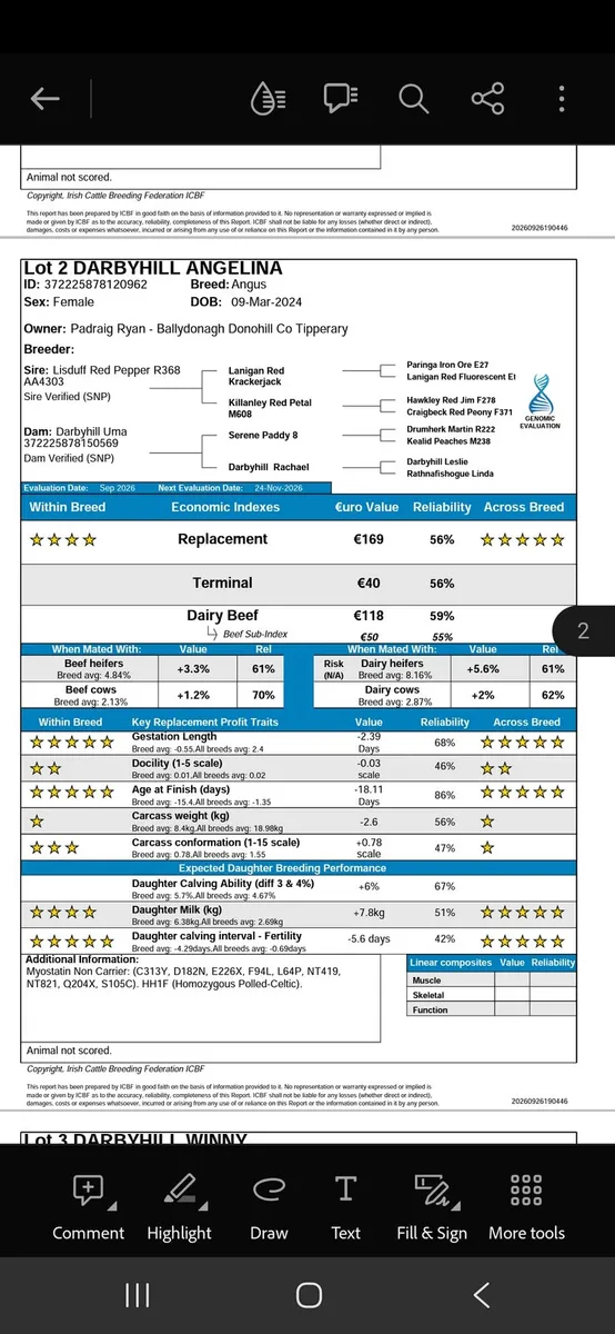 5 star Pedigree angus cows - Image 3