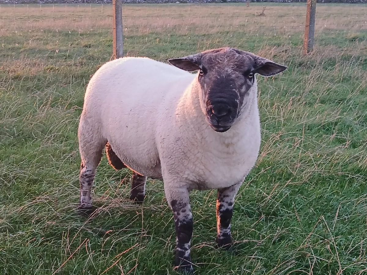 Suftex hoggott ram - Image 3