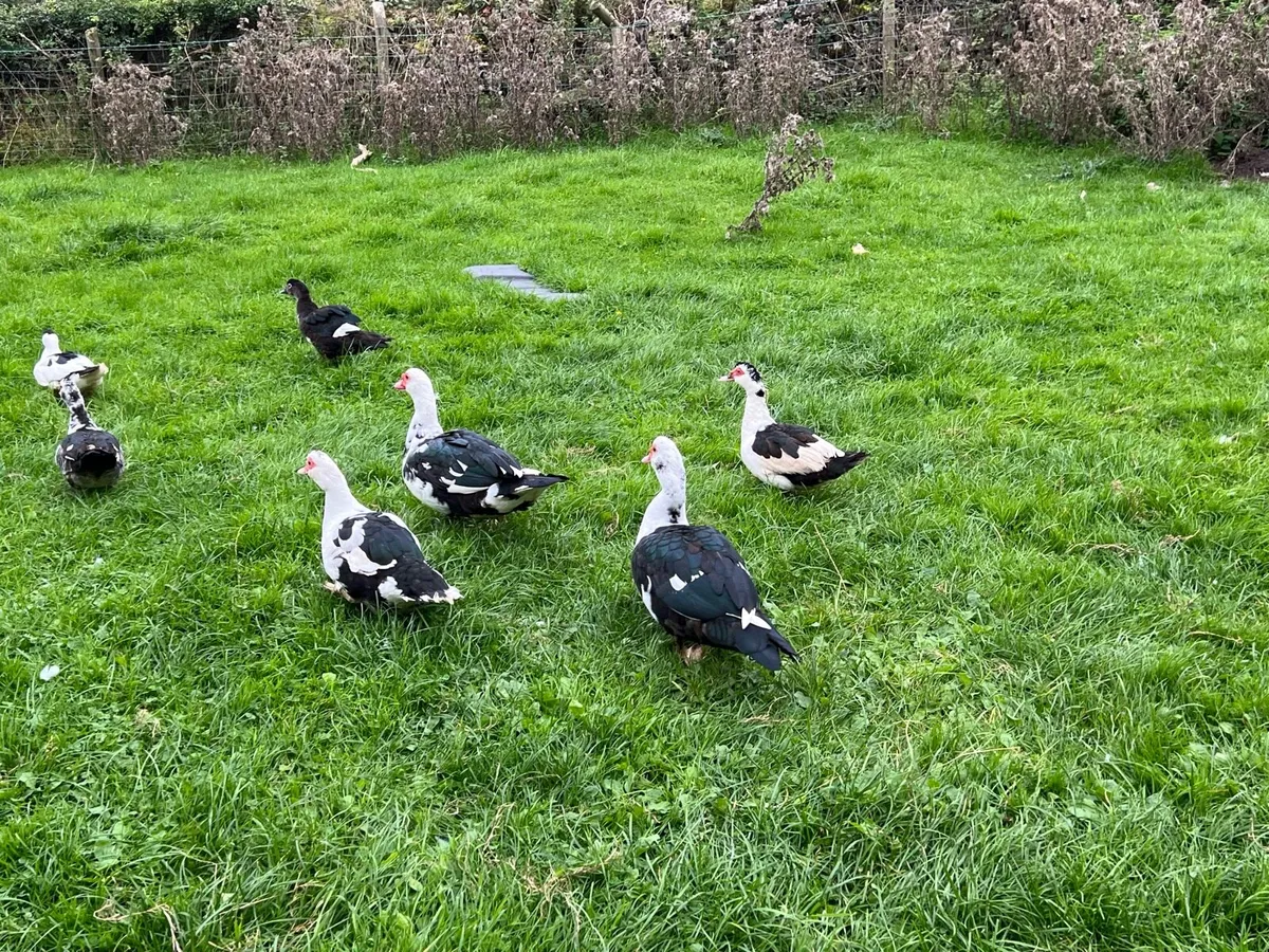 Muscovy , Indian runner , modern game + roosters - Image 4