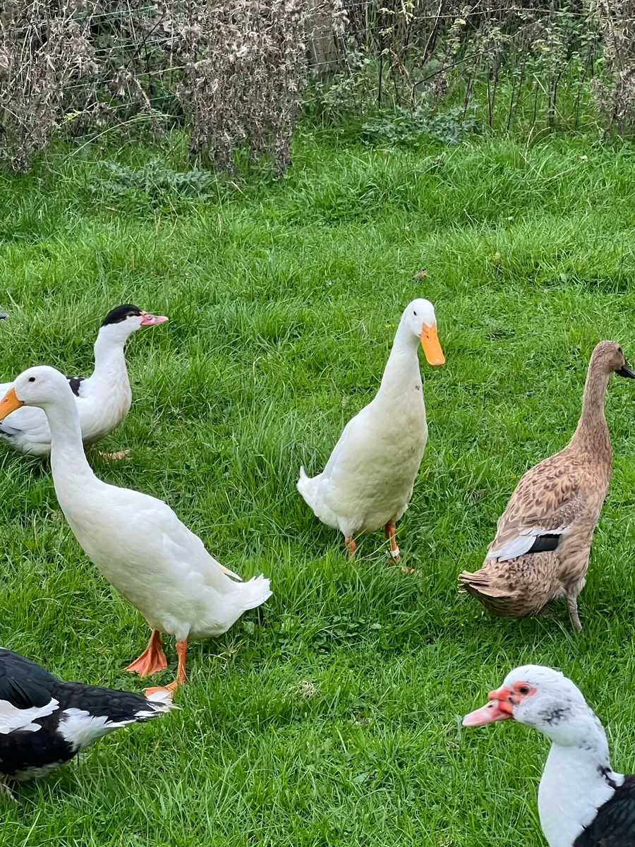 Muscovy , Indian runner , modern game + roosters - Image 1