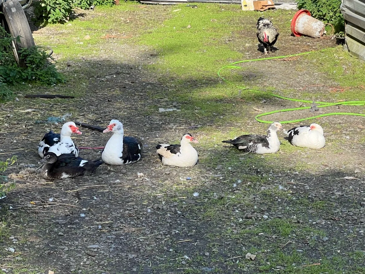 Muscovy , Indian runner , modern game + roosters - Image 3