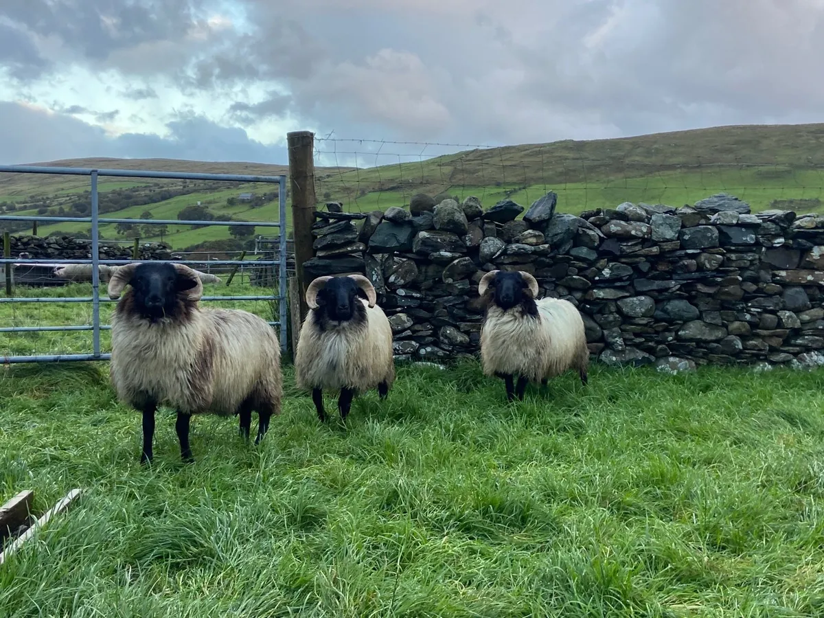Hogget rams and lambs - Image 2