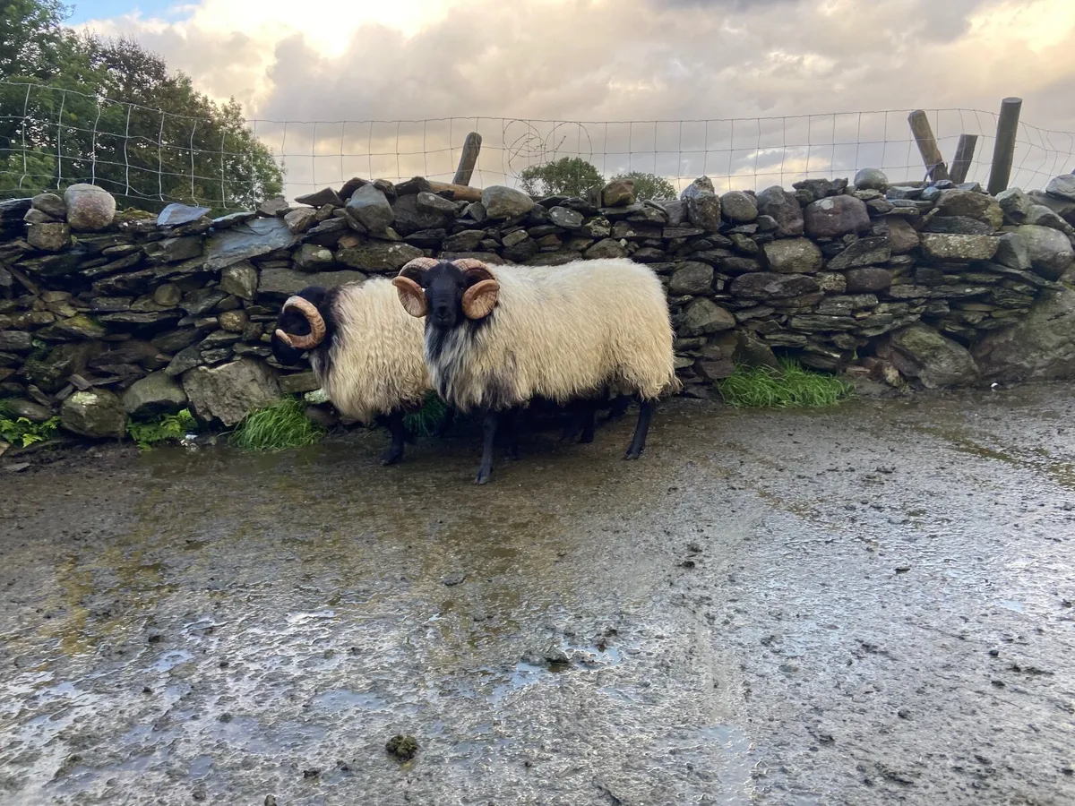Hogget rams and lambs - Image 4