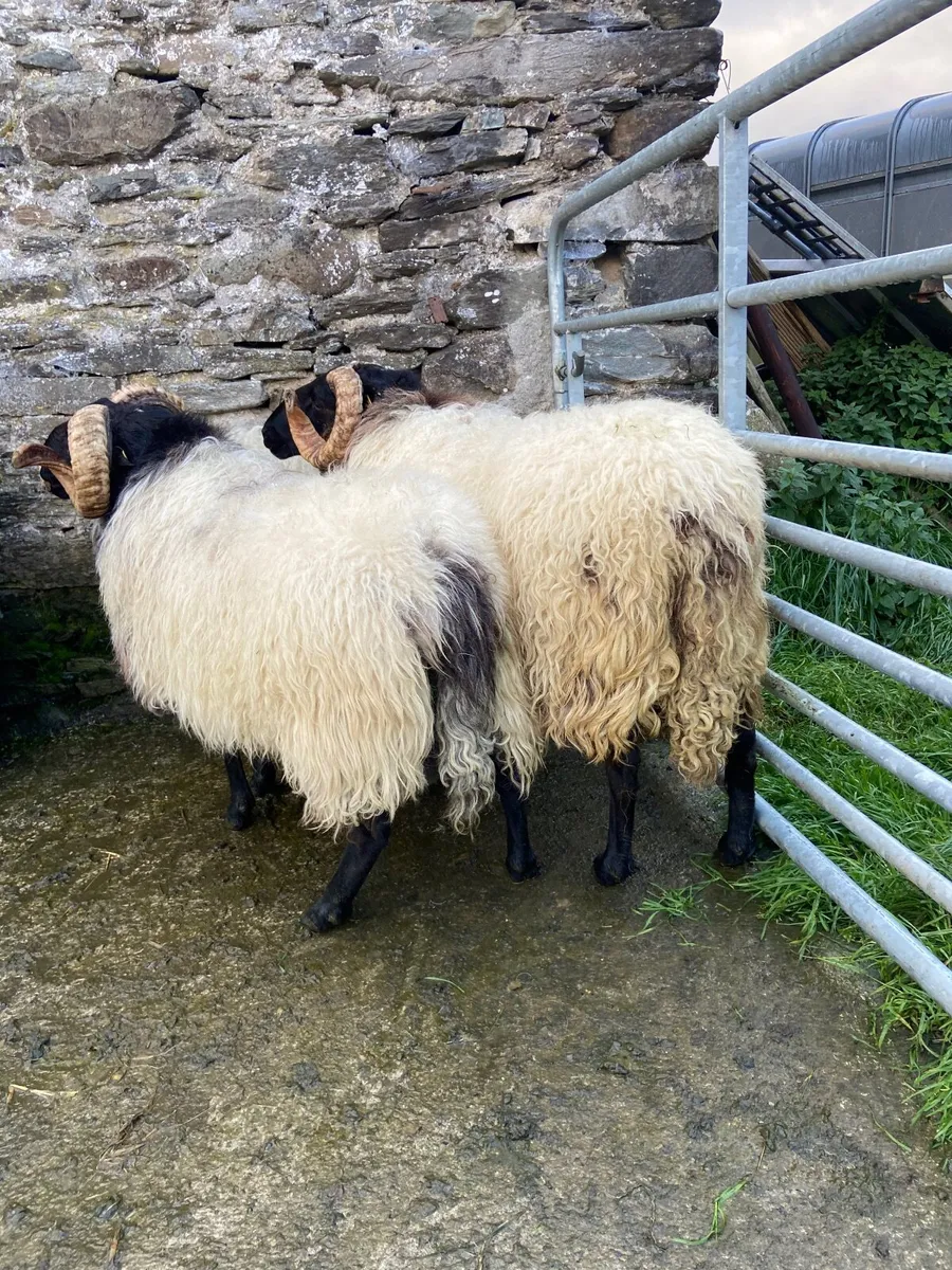 Hogget rams and lambs - Image 3