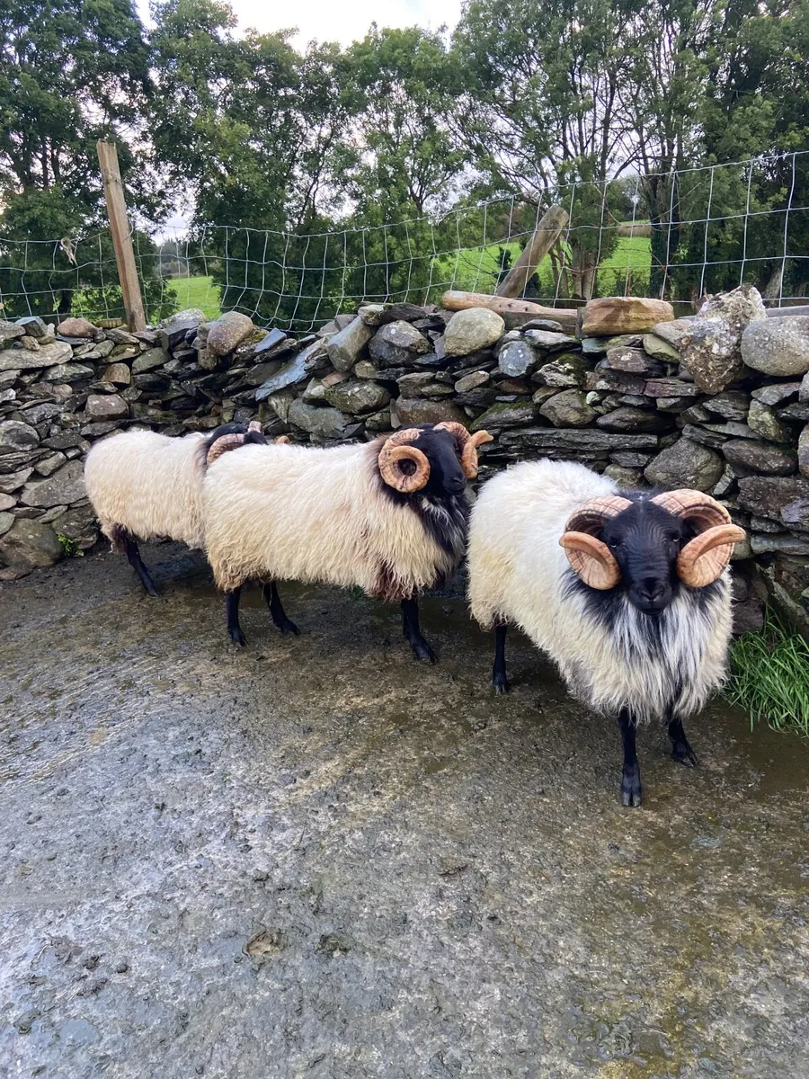Hogget rams and lambs - Image 1