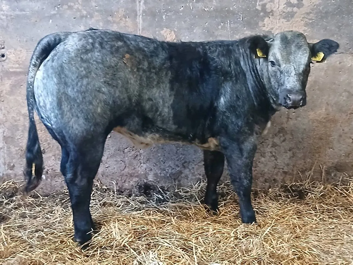 1 Top Quality U grade 5 🌟 BBX Heifer for sale. - Image 2