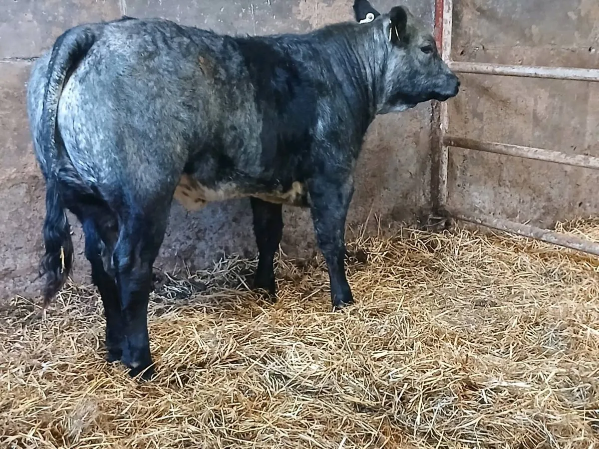 1 Top Quality U grade 5 🌟 BBX Heifer for sale. - Image 4