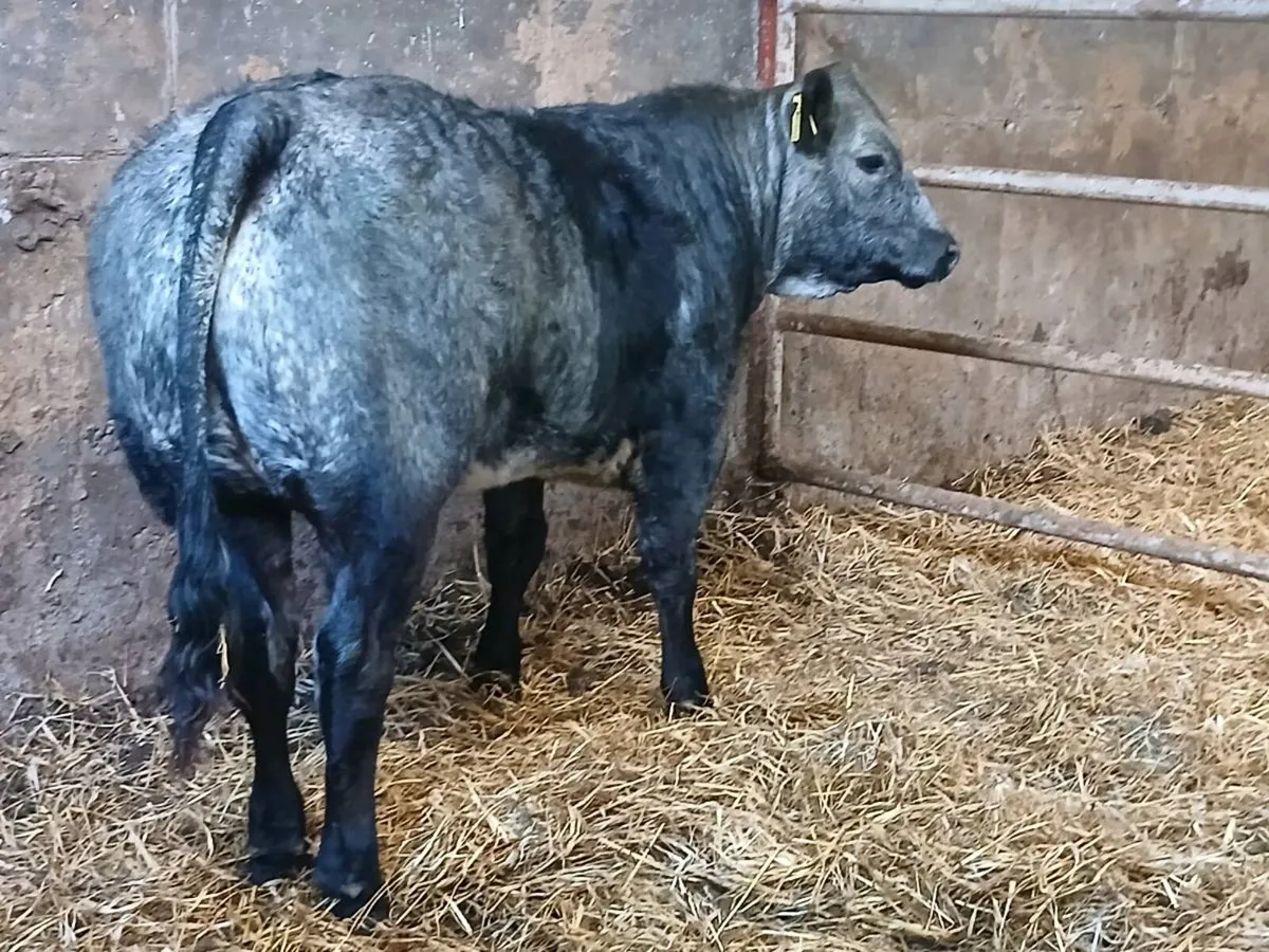 1 Top Quality U grade 5 🌟 BBX Heifer for sale. - Image 3
