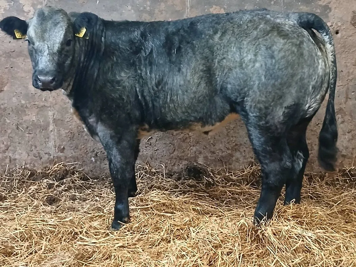 1 Top Quality U grade 5 🌟 BBX Heifer for sale. - Image 1