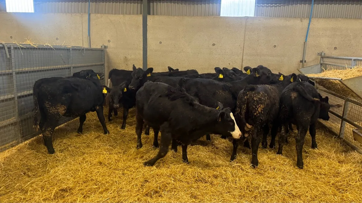 AA Heifers - Image 1