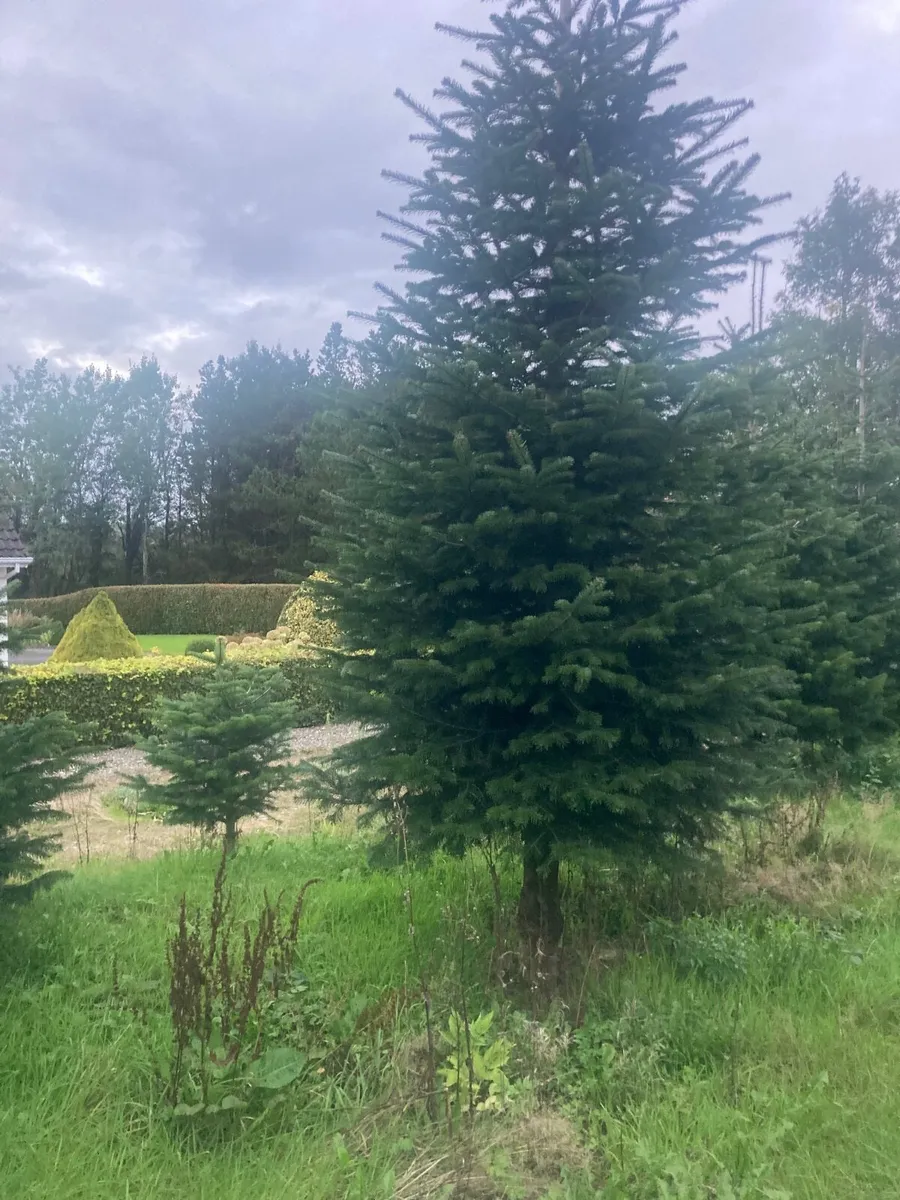 Christmas Trees - Image 1