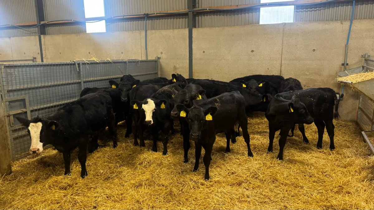 AA Heifers - Image 4