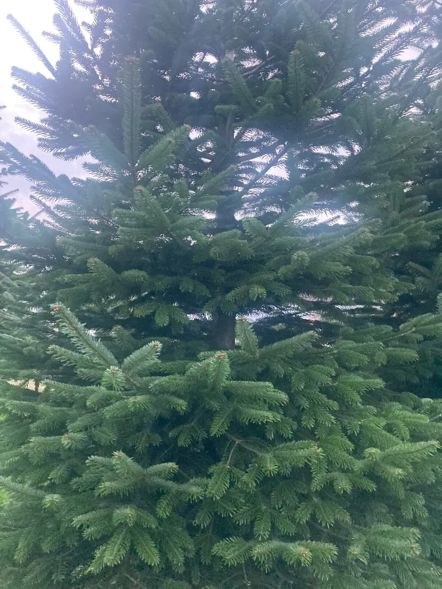 Christmas Trees - Image 3
