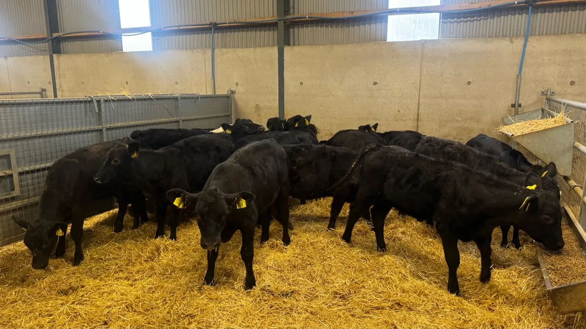 AA Heifers - Image 2
