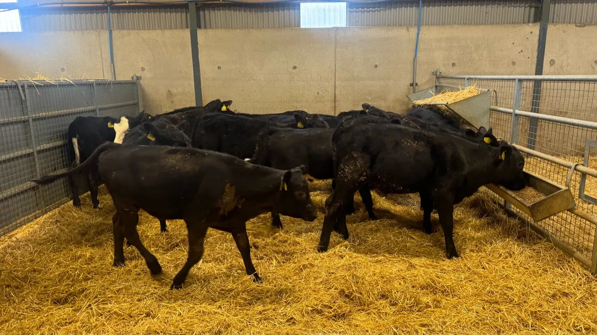 AA Heifers - Image 3