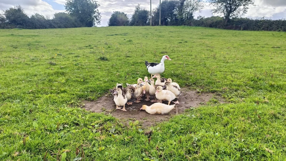 Muscovy Ducklings - Image 1
