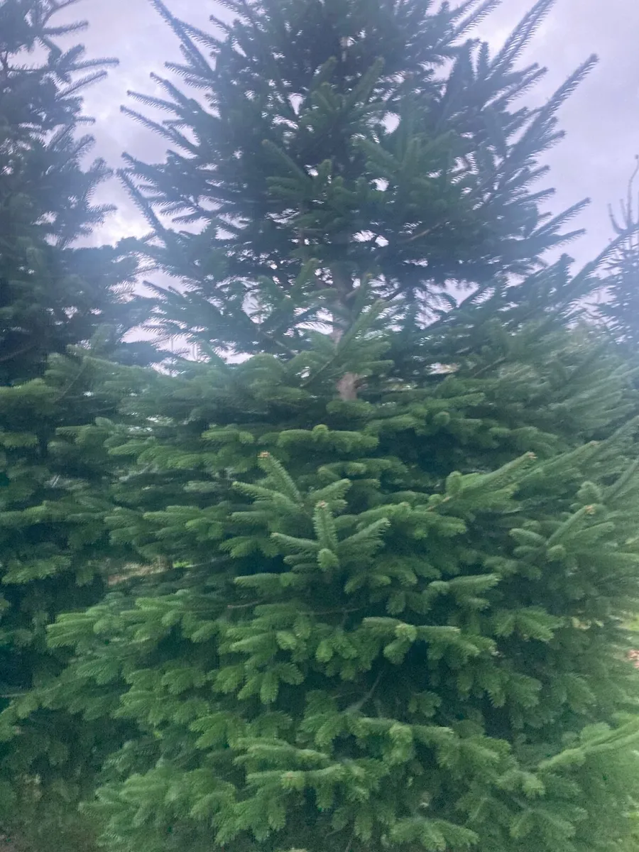 Christmas Trees - Image 4