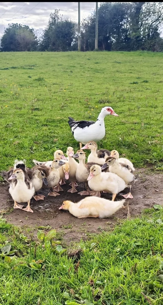 Muscovy Ducklings - Image 2